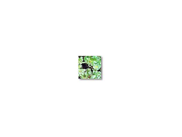 Scleranthus  (alne)    20ml